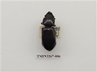 藏品(大黑豔蟲)的圖片